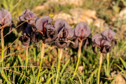 Al-Arz;Iris;Iris-Cedreti;Kaleidos;Kaleidos-images;Lebanon;Middle-East;Near-East;Proche-Orient;Tarek-Charara;Flowers;Endemic;Endangered-species;Endemic-species;Critically-endangered;Critically-endangered-species